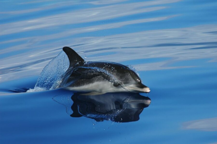 Funchal: Whale and Dolphin Watching Speed Boat Tour - Why this Funchal whale and dolphin tour works