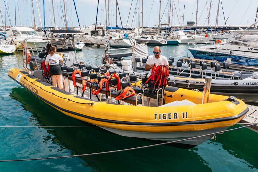 Funchal: Whale and Dolphin Watching Speed Boat Tour - Searching Madeira’s waters for whales and dolphins