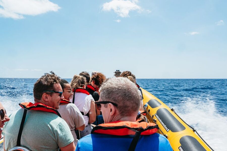 Funchal: Whale and Dolphin Watching Speed Boat Tour - What the marine biologist adds