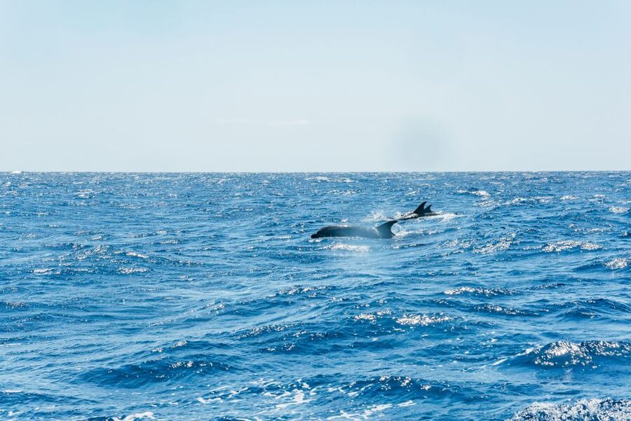 Funchal: Whale and Dolphin Watching Speed Boat Tour - Price, timing, and overall value