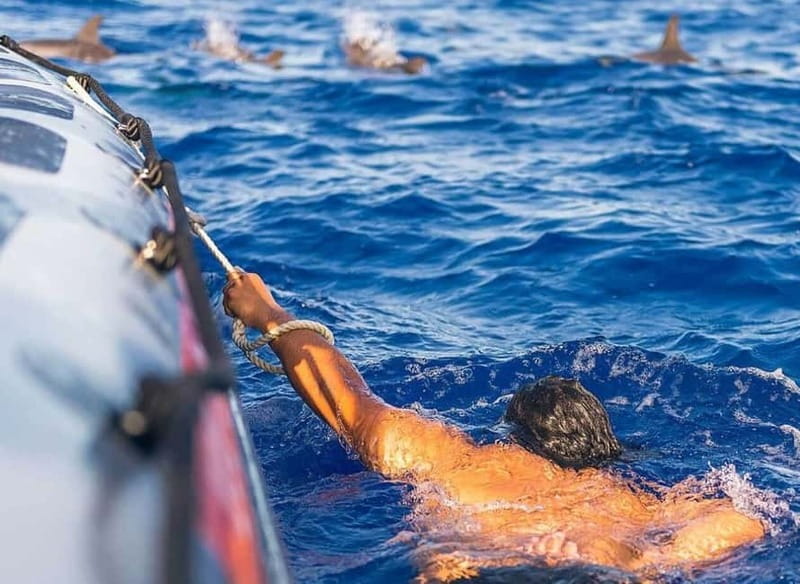 Funchal: Whale Watching and Swimming with Dolphins Cruise - Setting out from Store 35 in Funchal