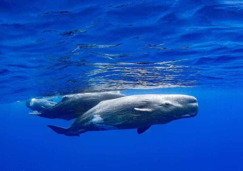Funchal: Whale Watching and Swimming with Dolphins Cruise - Should you book it?