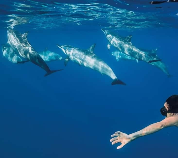 Funchal: Whale Watching and Swimming with Dolphins Cruise - A fast ride into Madeira’s whale country