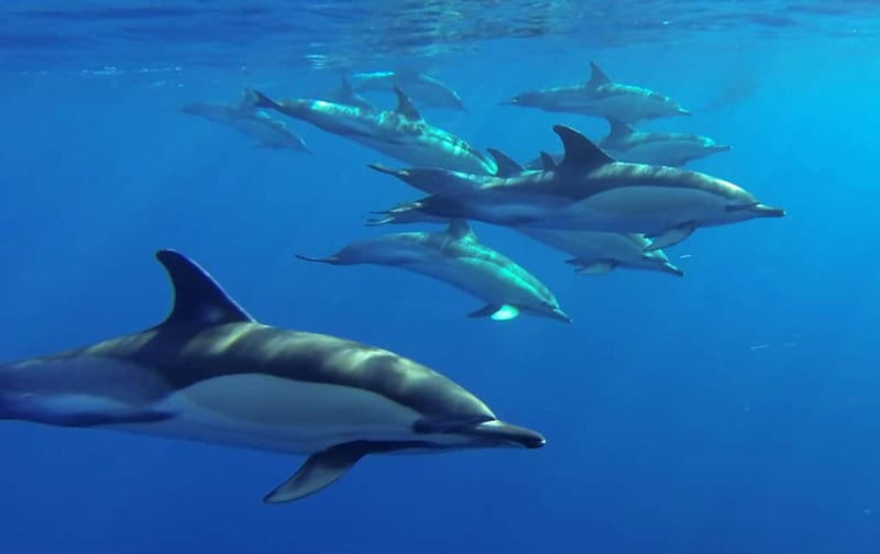 Funchal: Whale Watching and Swimming with Dolphins Cruise - The swimming option, and its limits