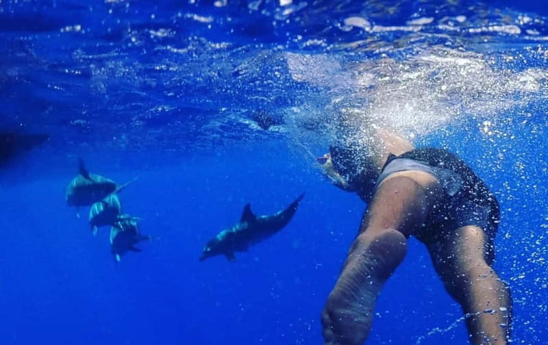 Funchal: Whale Watching and Swimming with Dolphins Cruise - What the $94 price really covers