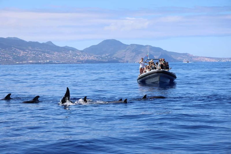 Funchal: Whale Watching and Swimming with Dolphins Cruise - The good and the not-so-good