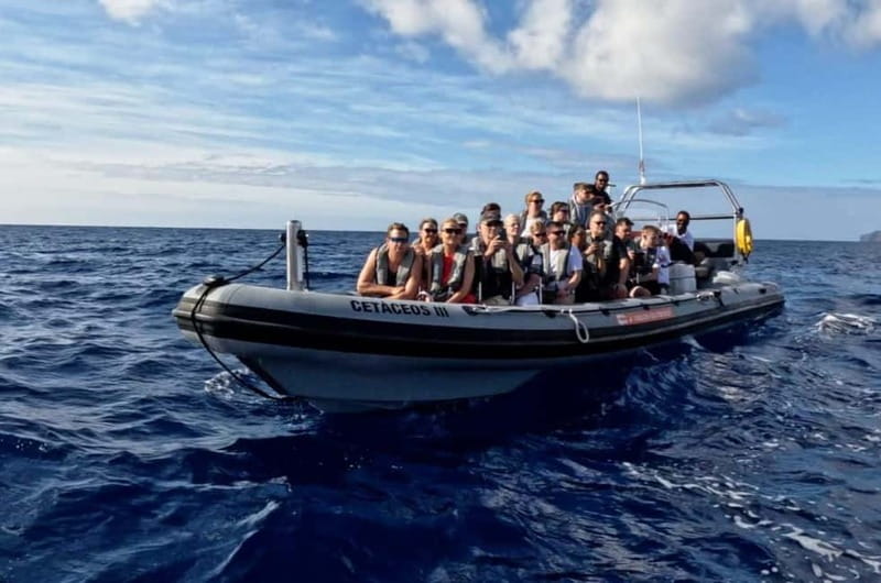 Funchal: Whale Watching and Swimming with Dolphins Cruise - Who should book this Madeira cruise?