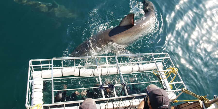 Gansbaai: Shark Dive & Whale Watching Combo Boat Trip - What the Gansbaai combo actually includes