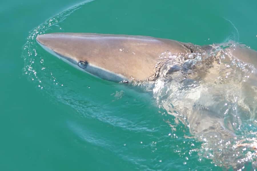 Gansbaai: Shark Dive & Whale Watching Combo Boat Trip - Choosing the best whale watching departure