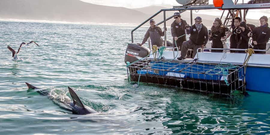 Gansbaai: Shark Dive & Whale Watching Combo Boat Trip - Weather, cancellations, and wildlife limits