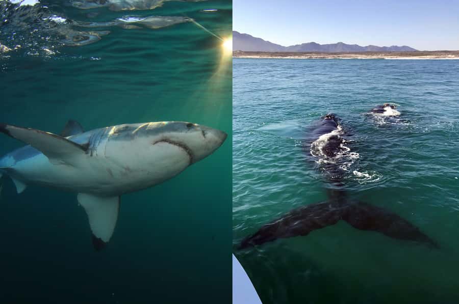 Gansbaai: Shark Dive & Whale Watching Combo Boat Trip - Who will enjoy this most