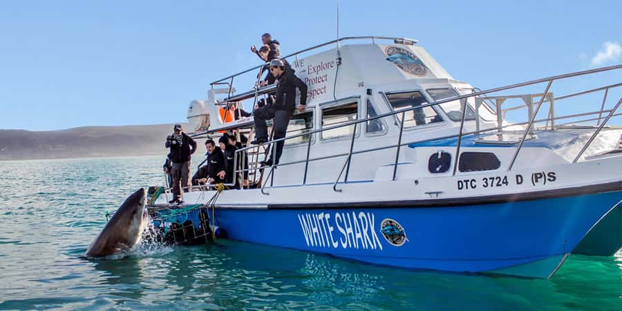 Gansbaai: Shark Dive & Whale Watching Combo Boat Trip - Starting with breakfast at Kleinbaai Harbour