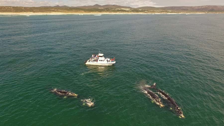 Gansbaai: Whale Watching Trip by Boat - Setting out from Gansbaai Harbour