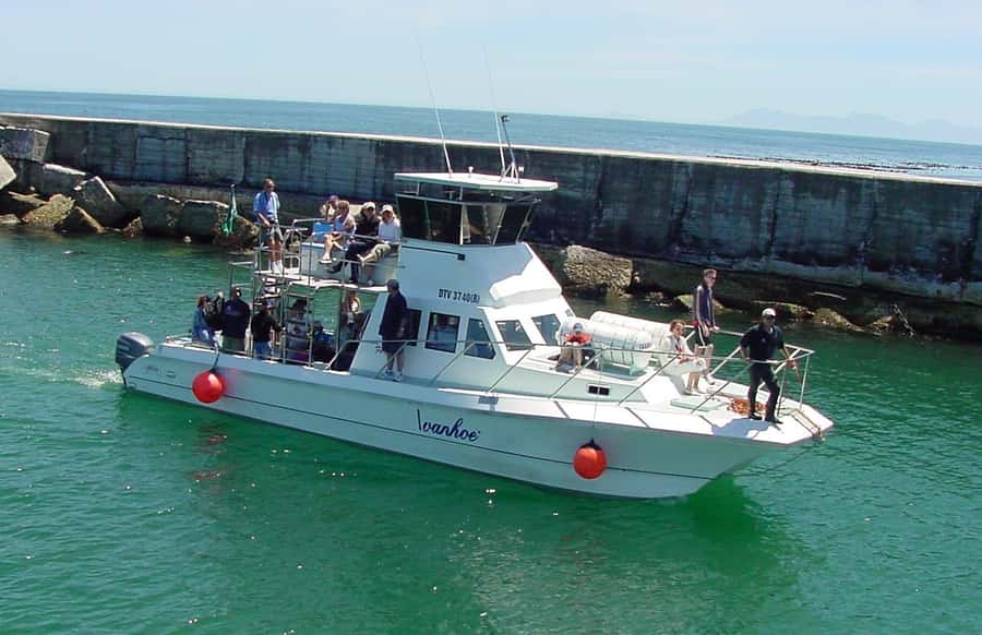 Gansbaai: Whale Watching Trip by Boat - Southern right whales and mothers with calves