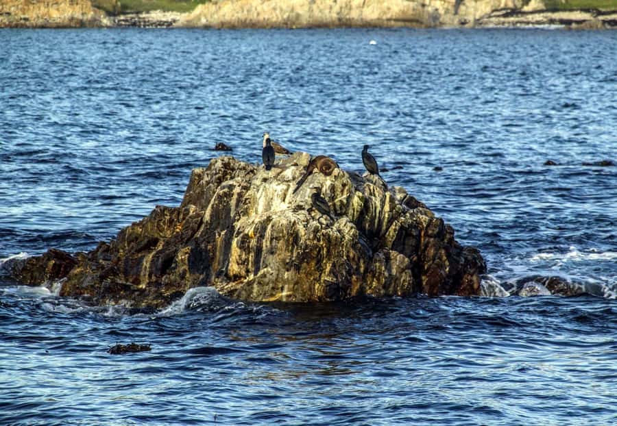 Gansbaai: Whale Watching Trip by Boat - What the boat experience feels like