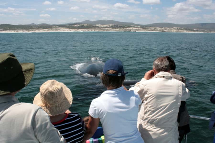 Gansbaai: Whale Watching Trip by Boat - Weather and the value of flexible plans