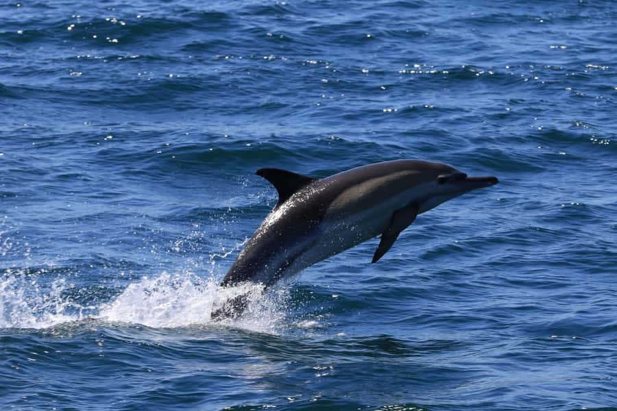 Gansbaai: Whale Watching Trip by Boat - Who should book this trip?