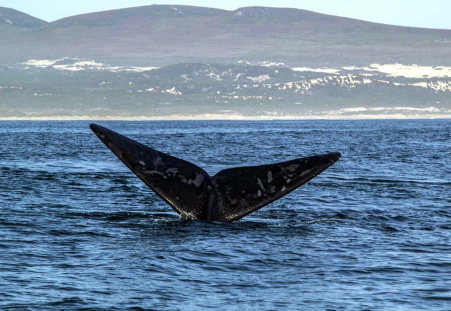 Gansbaai: Whale Watching Trip by Boat - Practical preparation for Gansbaai