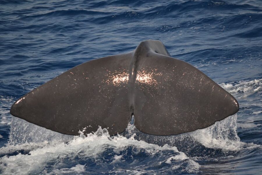 Genoa: Pelagos Sanctuary Whale Watching Cruise - Why this four-hour cruise is different from a short harbor boat ride