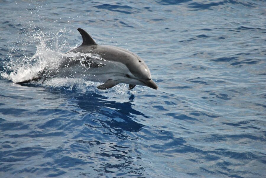 Genoa: Pelagos Sanctuary Whale Watching Cruise - The animals you might see in the Pelagos Sanctuary