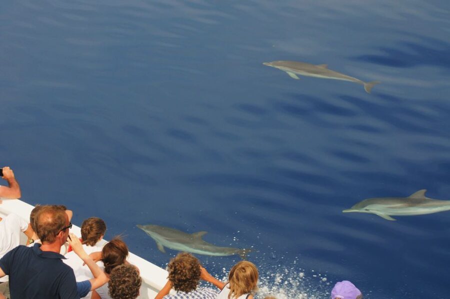 Genoa: Pelagos Sanctuary Whale Watching Cruise - Why calm weather matters more than the calendar