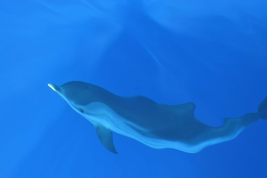 Genoa: Pelagos Sanctuary Whale Watching Cruise - Who will enjoy this most