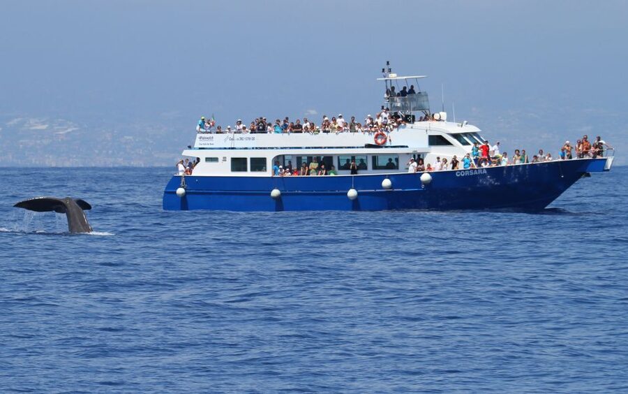 Genoa: Pelagos Sanctuary Whale Watching Cruise - Should you book the Pelagos Sanctuary cruise?