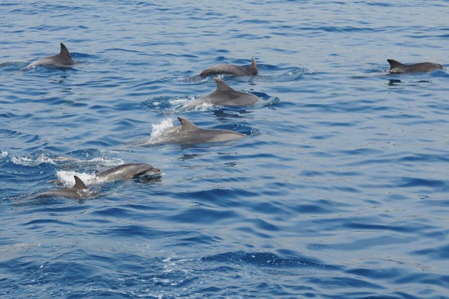 Genoa: Pelagos Sanctuary Whale Watching Cruise - What happens from Calata Mandraccio to open water