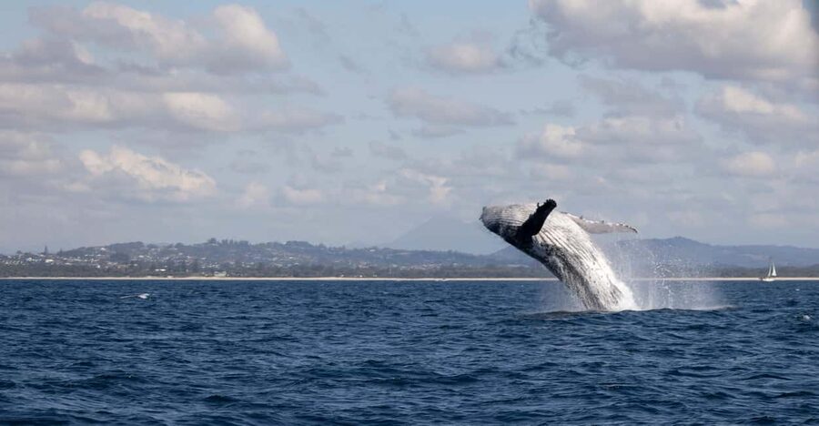 Gold Coast/Coolangatta: Whale Watching with Marine Biologist - What happens during the 2.5-hour trip