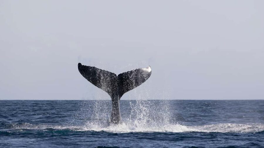 Gold Coast/Coolangatta: Whale Watching with Marine Biologist - The whale season from May through November