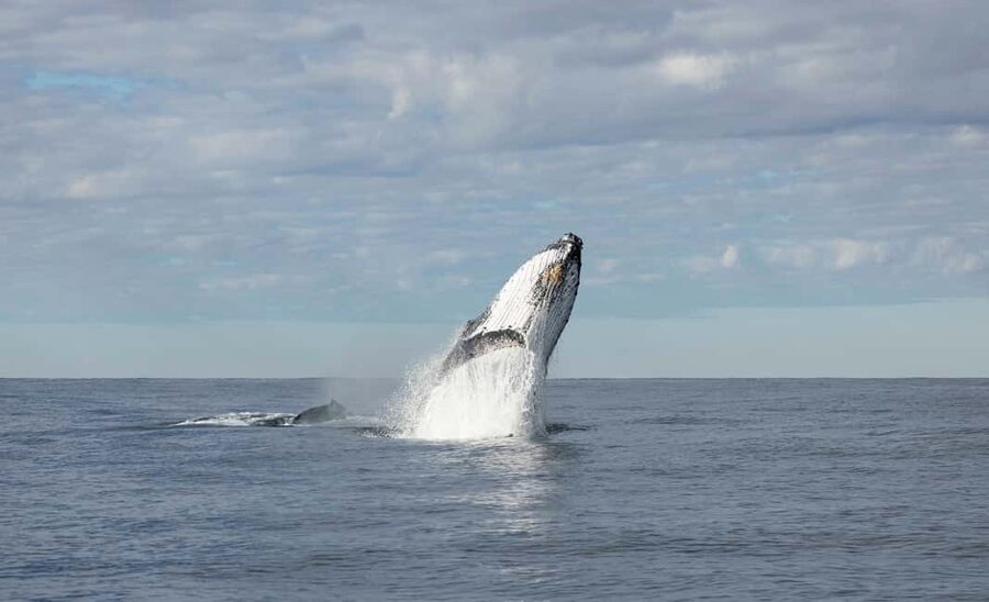 Gold Coast/Coolangatta: Whale Watching with Marine Biologist - Weather can change the plan