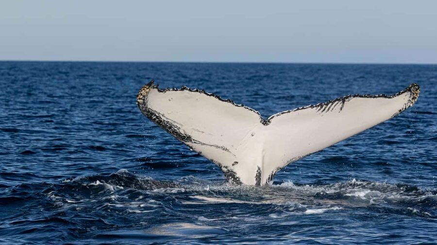 Gold Coast/Coolangatta: Whale Watching with Marine Biologist - What the $85 price really buys you