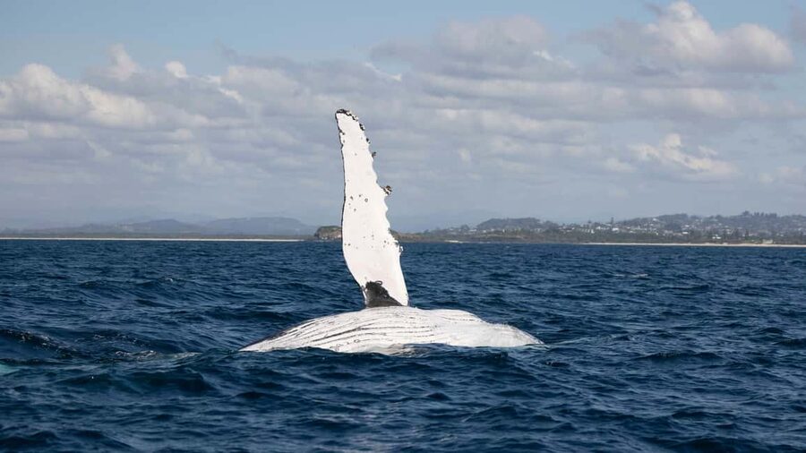 Gold Coast/Coolangatta: Whale Watching with Marine Biologist - Big Blue keeps the group small