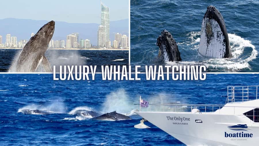 Gold Coast: Luxury Whale Watching Tour - Key points at a glance