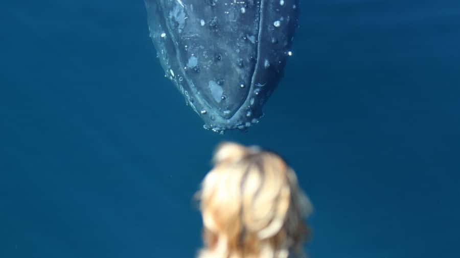 Gold Coast: Luxury Whale Watching Tour - Practical booking advice