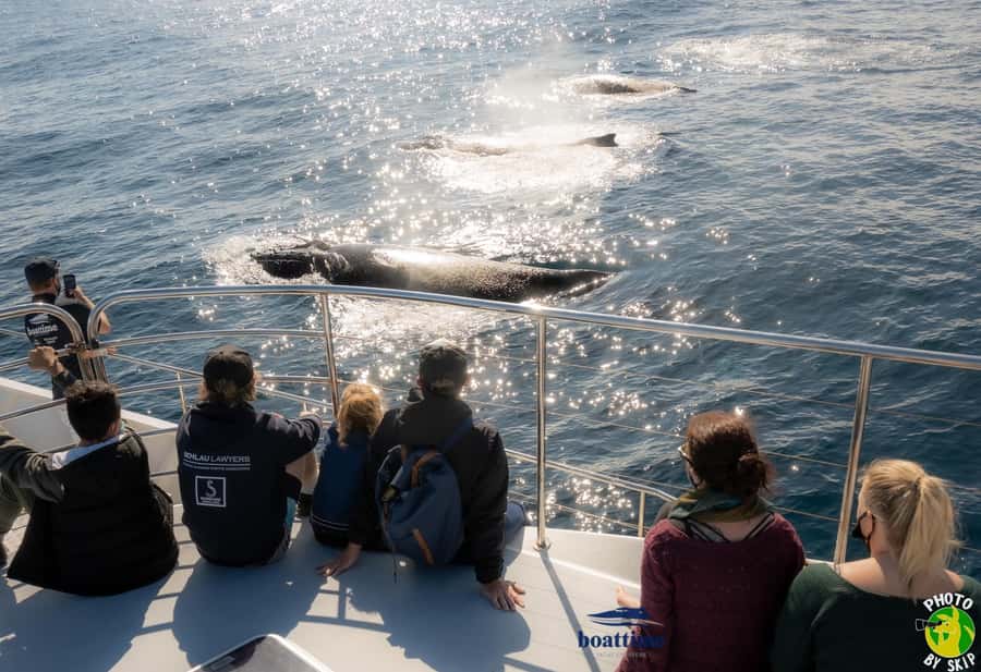 Gold Coast: Luxury Whale Watching Tour - Setting out from Marina Mirage