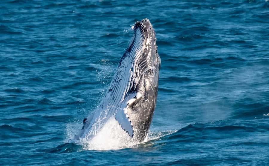 Gold Coast: Luxury Whale Watching Tour - The search for Gold Coast humpbacks