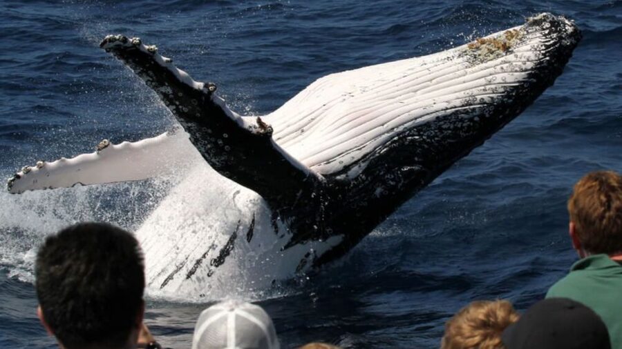 Gold Coast: Luxury Whale Watching Tour - What the crew adds to the outing