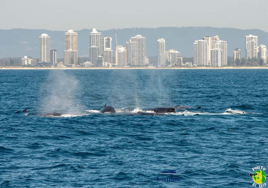 Gold Coast: Luxury Whale Watching Tour - How comfortable is the experience?