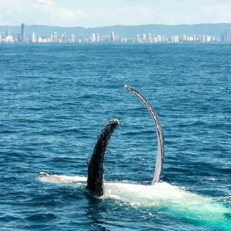 Gold Coast: Luxury Whale Watching Tour - Morning or afternoon departure?