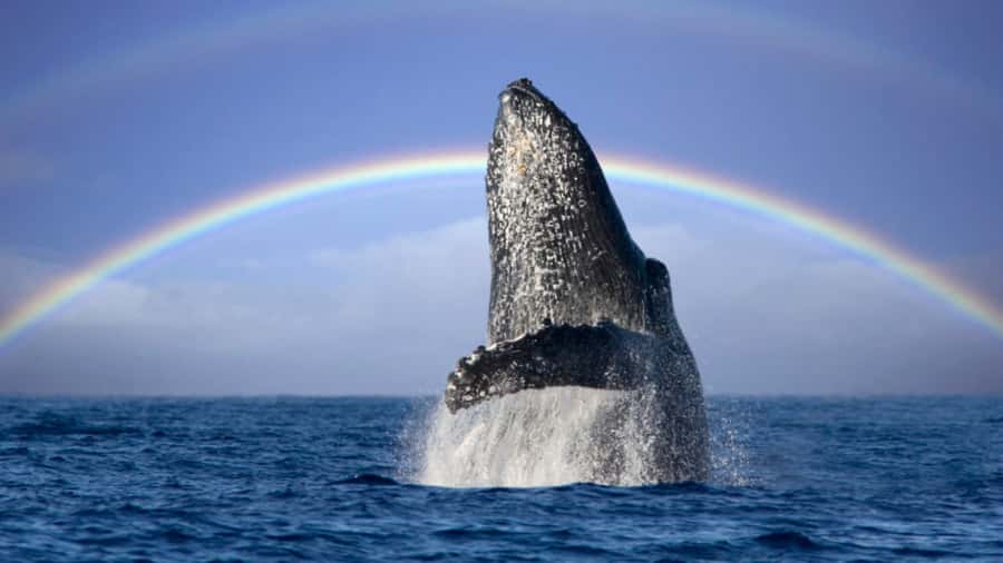 Gold Coast: Luxury Whale Watching Tour - Who will enjoy this whale cruise?