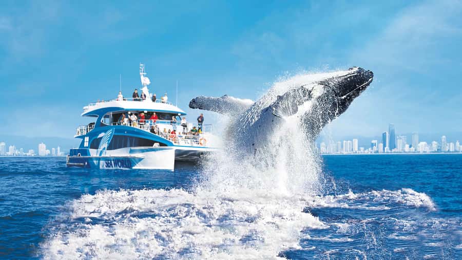 Gold Coast: Premium Whale Watching Cruise - Key things to know before you sail
