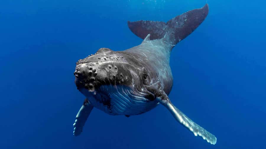 Gold Coast: Premium Whale Watching Cruise - Watching humpbacks behave like wild animals
