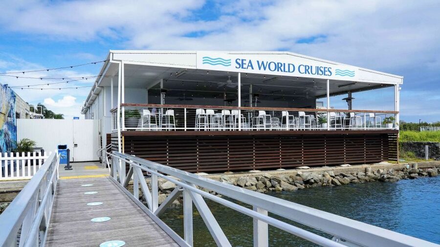 Gold Coast: Premium Whale Watching Cruise - Dolphins, turtles, and seabirds add variety