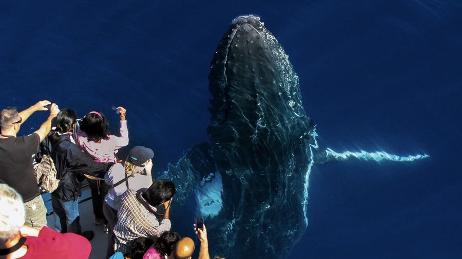 Gold Coast: Premium Whale Watching Cruise - Is the $63 price good value?