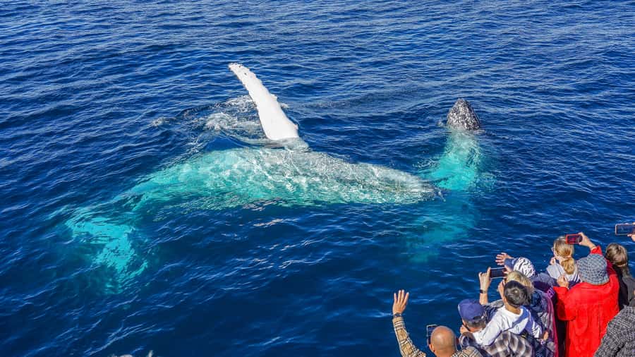 Gold Coast: Premium Whale Watching Cruise - Who will enjoy this Gold Coast cruise?