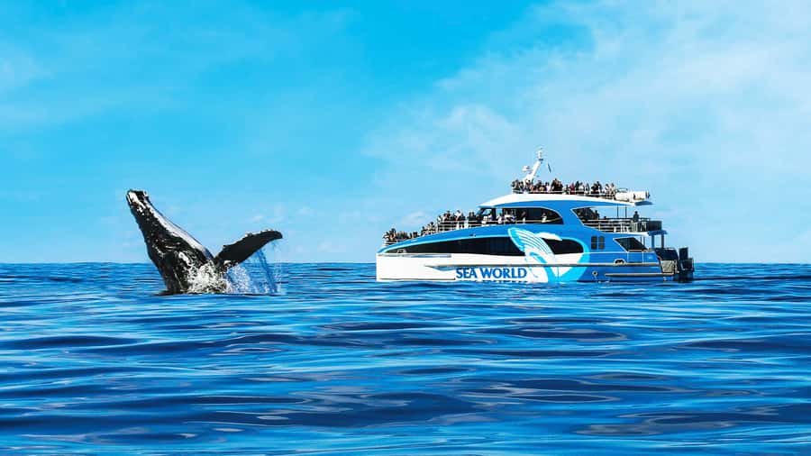 Gold Coast: Premium Whale Watching Cruise - The short run to the Humpback Highway
