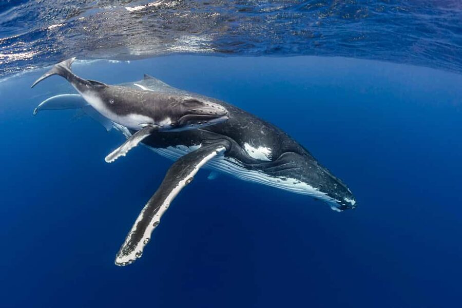 Gold Coast: Swim with Whales - Leaving the Gold Coast in a military-style RIB
