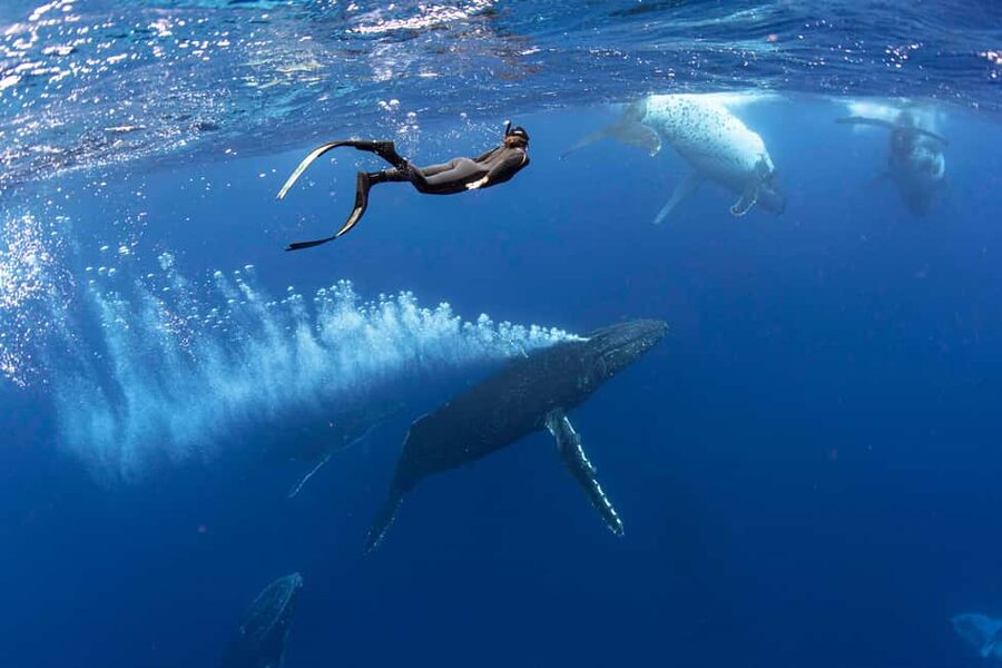 Gold Coast: Swim with Whales - What happens if the whales approach