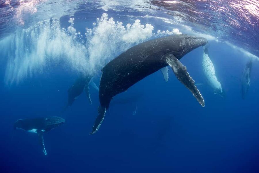 Gold Coast: Swim with Whales - Practical details that can shape your day